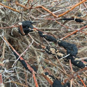 Winter can be a great time to scout for diseases and defects on plants. This black knot, normally obscured by the leaves of the shrub, can be easily spotted during the off-season. In the winter, you can safely prune out this diseased wood without concern of it spreading.