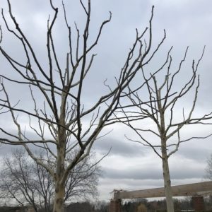 Pruning trees in high traffic areas, or with special needs, can be very difficult during the growing season. These London Plane trees are located in the middle of an outdoor amphitheater, normally packing during warm weather. By pruning in the dormant season, time can be taken to properly pollard the canopies without having to jockey for workspace.
