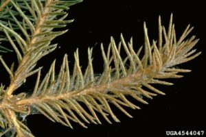   Figure 2: Webbing and excessive feeding damage on the terminal growth point of a spruce.  (Source: USDA)