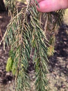   Figure 1: Typical stippling damage from Spruce Spider Mites on Norway Spruce. Heavier infestations will cause significant dulling of the needles and premature needle-drop.  (Source: NJTE)