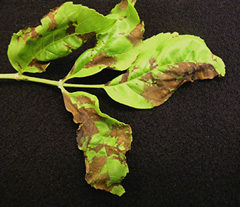 Ash Anthracnose plant disease